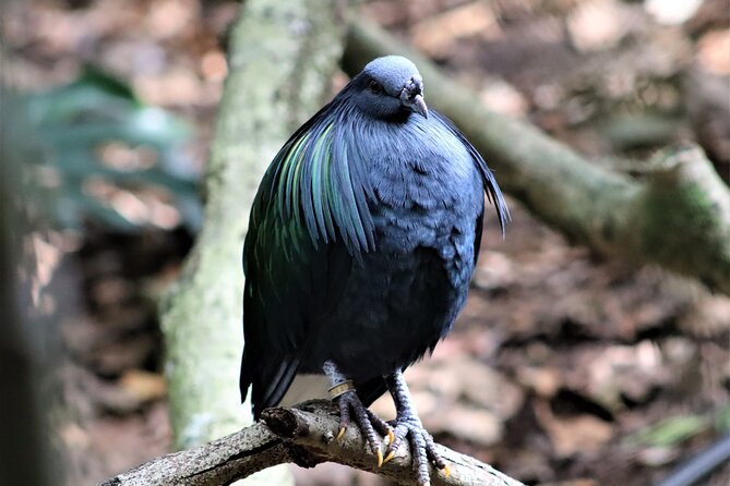 Birds of Eden Admission Ticket - Is the $24.82 admission good value?