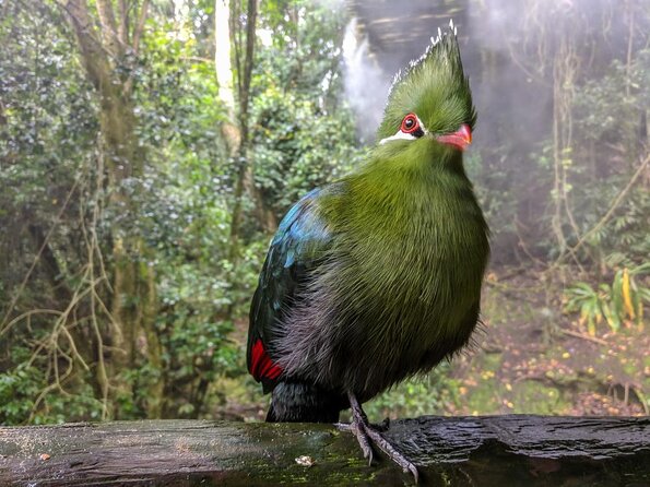 Birds of Eden Admission Ticket - Practical rules that affect your visit