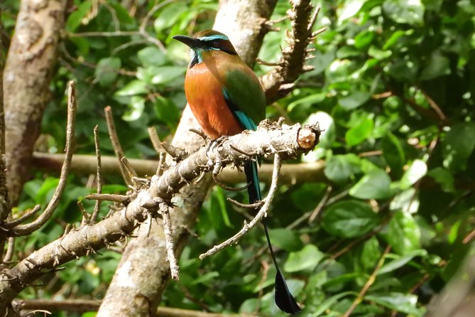 Birds of the Mayan World 1 - A private format that keeps the pace flexible