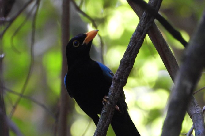 Birds of the Mayan World 1 - Breakfast and the small touches that matter