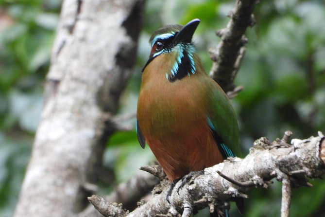 Birds of the Mayan World 1 - Timing, weather, and practical planning