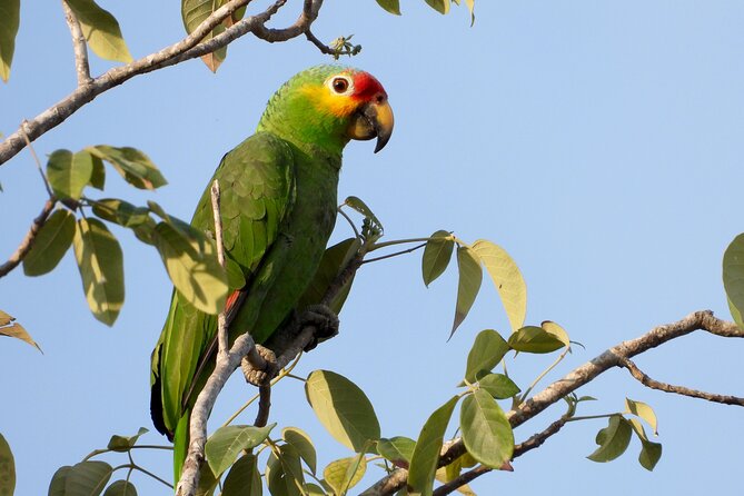 Birds of the Mayan World 1 - Who will get the most from this tour