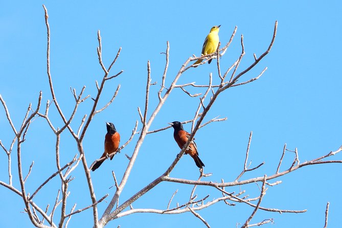 Birds of the Mayan World 1 - Is Birds of the Mayan World 1 worth booking?