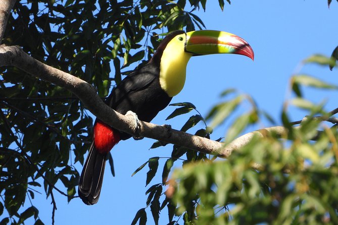 Birds of the Mayan World 1 - What you can expect on the forest trails