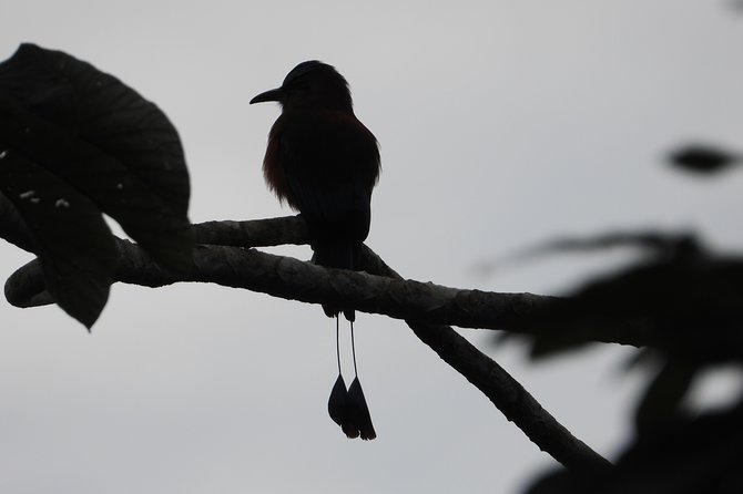 Birds of the Mayan World 2 / Route of the cenotes - What happens on the Riviera Maya trails