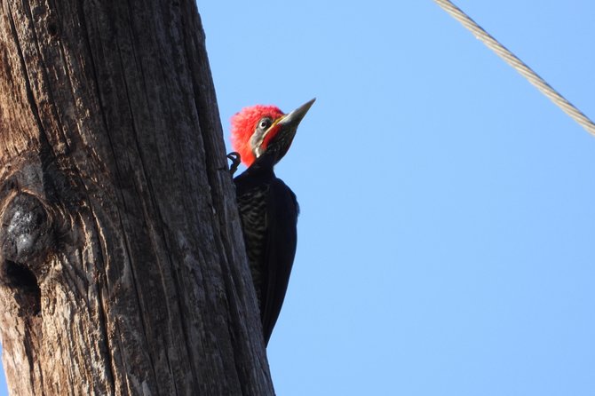 Birds of the Mayan World 2 / Route of the cenotes - Toucans, lifers, and realistic bird counts