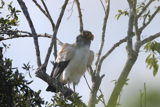 Birds of the Mayan World 2 / Route of the cenotes - The advantage of a private four-hour outing