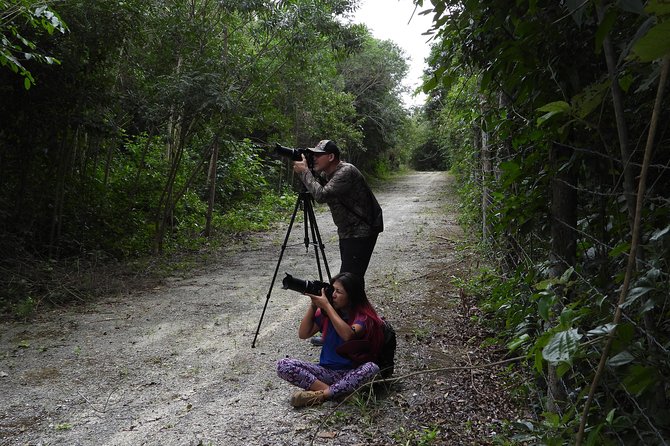 Birds of the Mayan World 2 / Route of the cenotes - Morning, afternoon, and weather choices