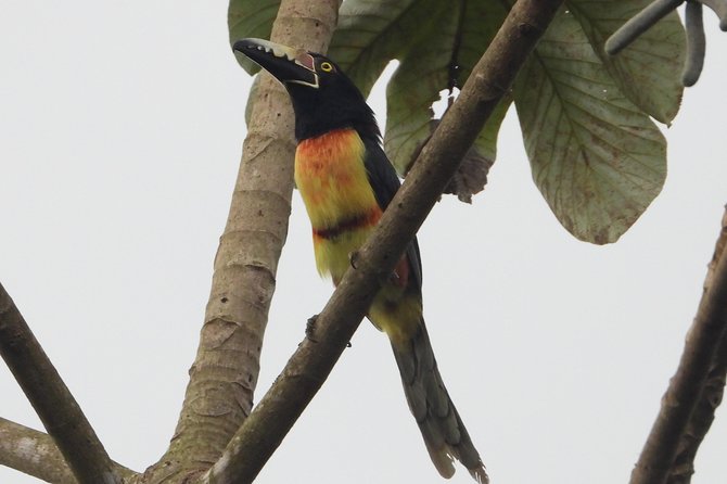 Birds of the Mayan World 2 / Route of the cenotes - Food, transportation, and the value of the package
