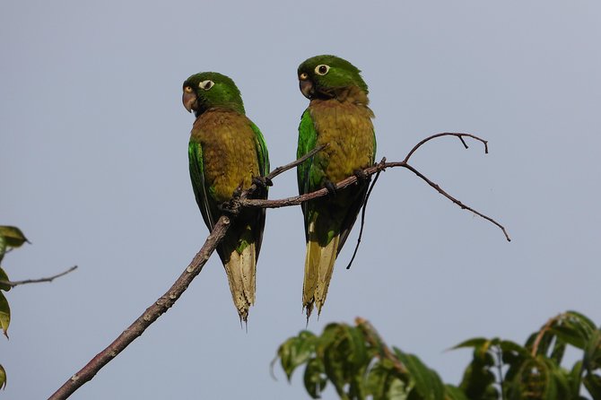 Birds of the Mayan World 2 / Route of the cenotes - Who will enjoy this most