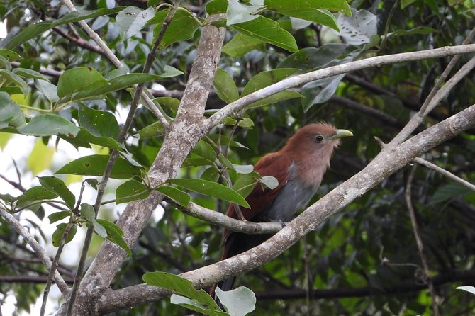 Birds of the Mayan World 2 / Route of the cenotes - Why José’s plant knowledge adds real value