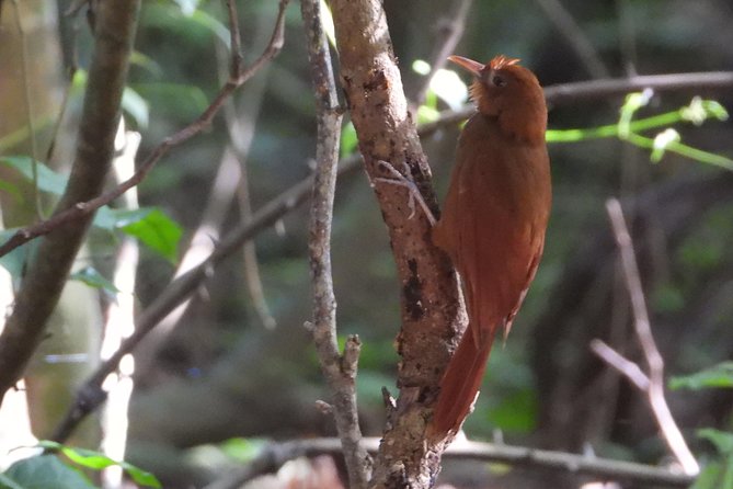 Birds of the Mayan World 3 - Meeting guide Jose and setting your priorities