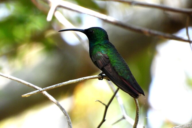 Birds of the Mayan World 3 - Low-impact tourism with a wider view