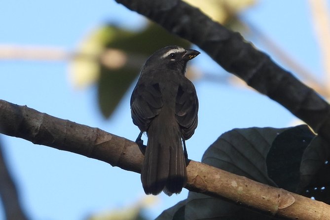 Birds of the Mayan World 3 - Fitness, timing, and what to expect