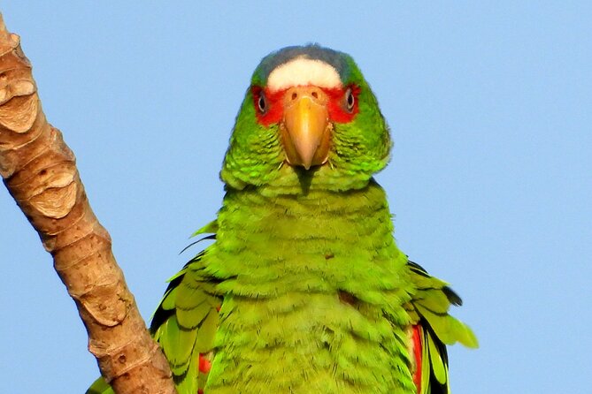 Birds of the Mayan World 3 - Should you book this private birding tour?