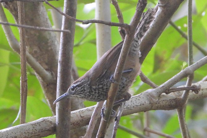 Birds of the Mayan World 3 - Following the trails near Tulum