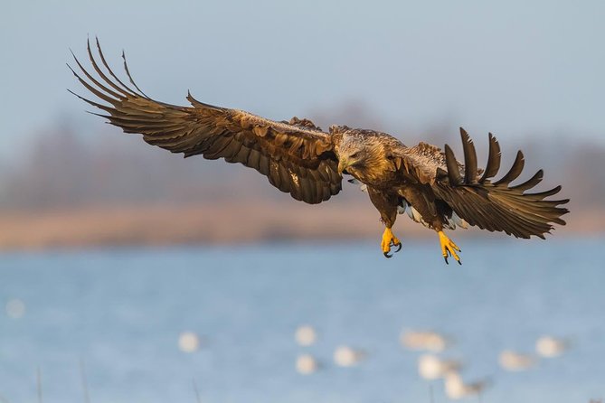 BIRDWATCH - Premium guided canoe tour at Cape Vente, Nemunas Delta Regional Park - The 7:00 am start and marina briefing