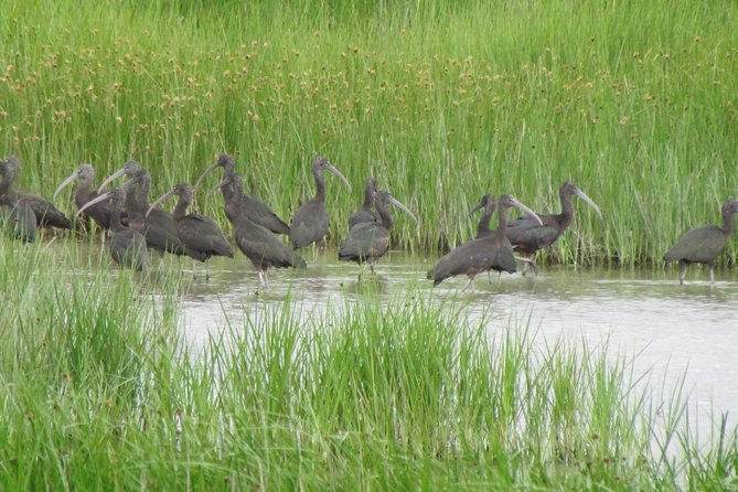 Birdwatching at Abicada and Alvor dunes - A 7am start with time for the best conditions