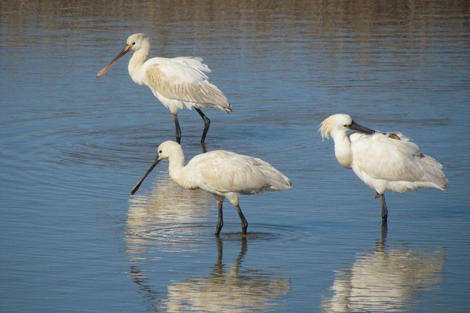 Birdwatching at Abicada and Alvor dunes - What Guillaume adds to the day
