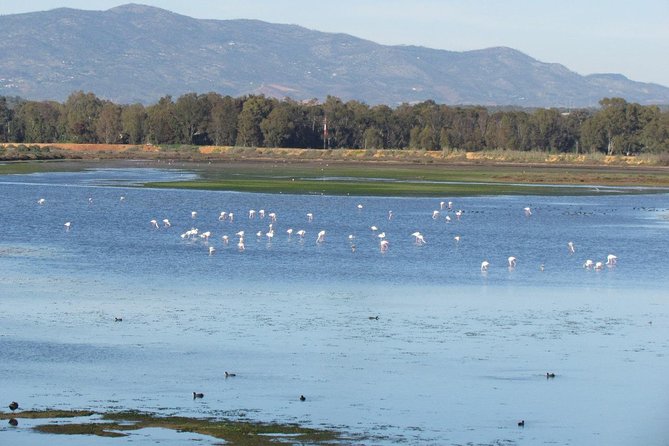 Birdwatching at Abicada and Alvor dunes - The birds you might see