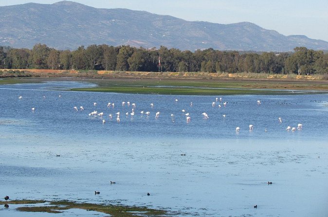 Birdwatching at Abicada and Alvor dunes - Is the $101.51 price good value?
