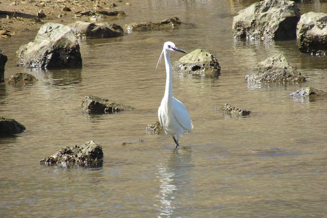 Birdwatching at Abicada and Alvor dunes - Who will enjoy this most