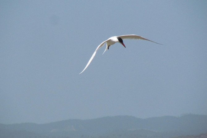 Birdwatching at Abicada and Alvor dunes - Booking, weather, and cancellation details