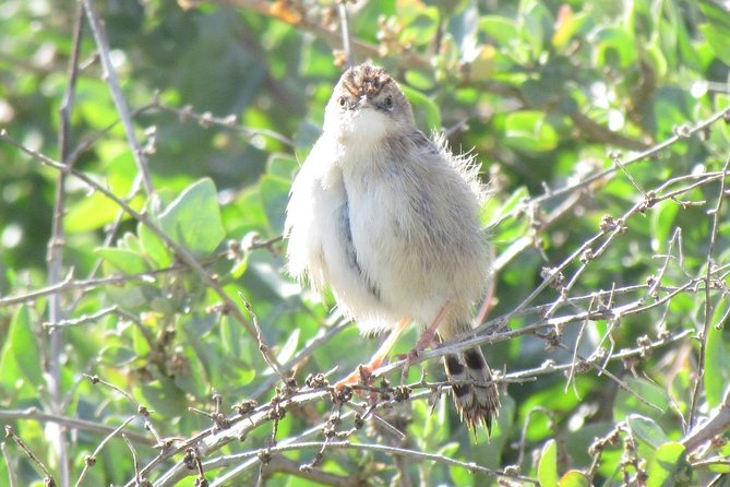 Birdwatching at Abicada and Alvor dunes - The wetland near Alvor