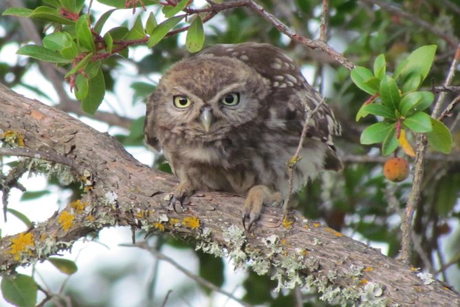 Birdwatching at Ria de Alvor - A guide-led outing for beginners and serious birders