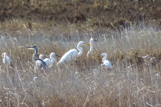 Birdwatching at Ria de Alvor - Private transport and the Saturday morning schedule