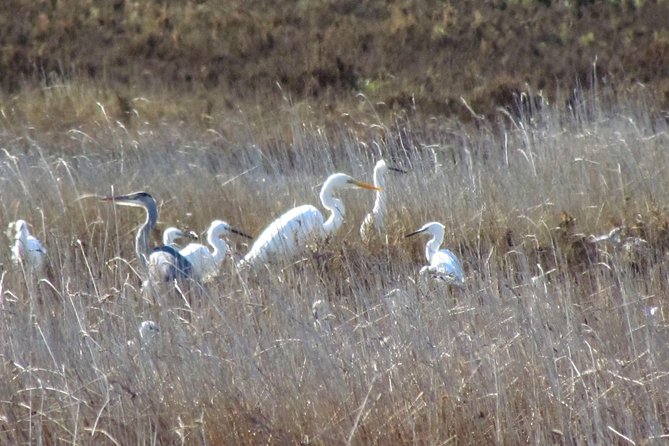 Birdwatching at Ria de Alvor - Is $47 fair value?