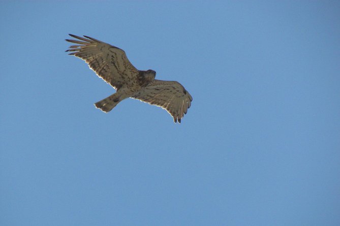 Birdwatching at Ria de Alvor - Weather, patience, and what to bring