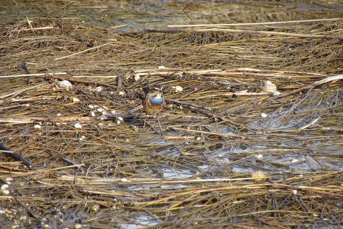 Birdwatching at Ria de Alvor - Who should book Birdwatching at Ria de Alvor?