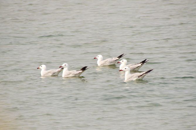 Birdwatching at Ria de Alvor - Wetland birds, farmland birds, and small seasonal surprises