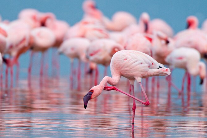 Birdwatching at Saline Maria Stella in Trapani - Why Trapani’s salt pans are worth your time