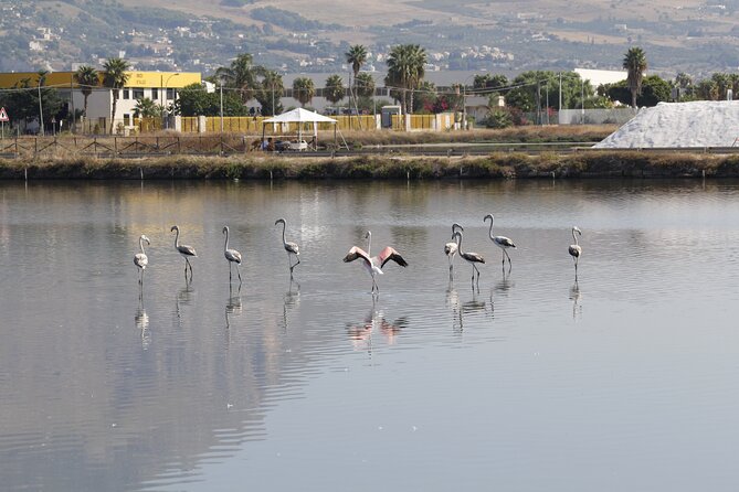 Birdwatching at Saline Maria Stella in Trapani - Salt tasting adds a useful local detail