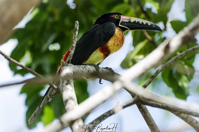 Birdwatching at The Mayan Cities with certified guide - A private format changes the pace