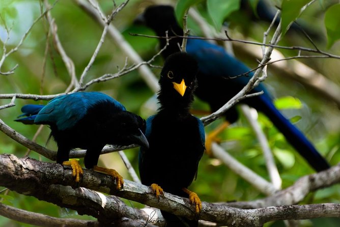Birdwatching at The Mayan Cities with certified guide - Who should book this experience?