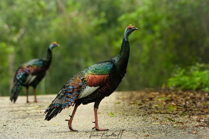 Birdwatching at The Mayan Cities with certified guide - Booking and cancellation details