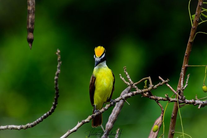 Birdwatching at The Mayan Cities with certified guide - Three hours at Dzibanche and Kinichna
