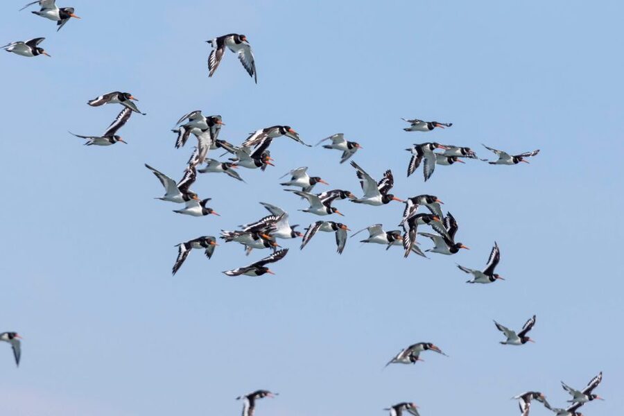 Birdwatching Boat Tour in the Tagus Estuary - Key points to know before booking