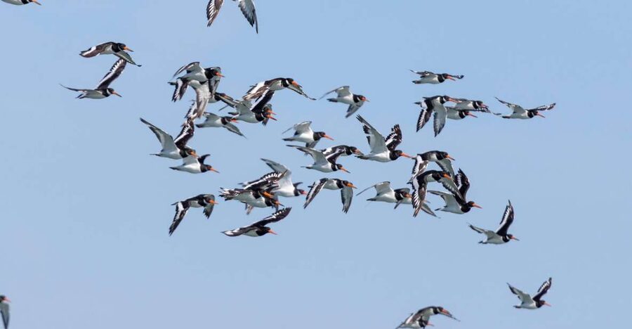 Birdwatching Boat Tour in the Tagus Estuary - Why this boat trip changes your view of Lisbon