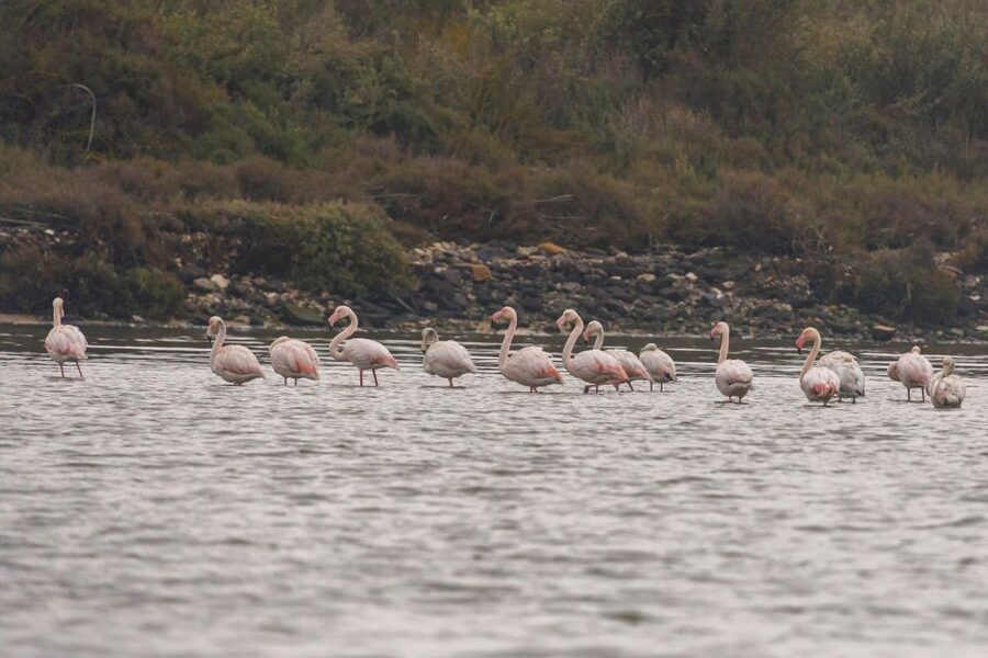 Birdwatching Boat Tour in the Tagus Estuary - Under the 25th of April Bridge