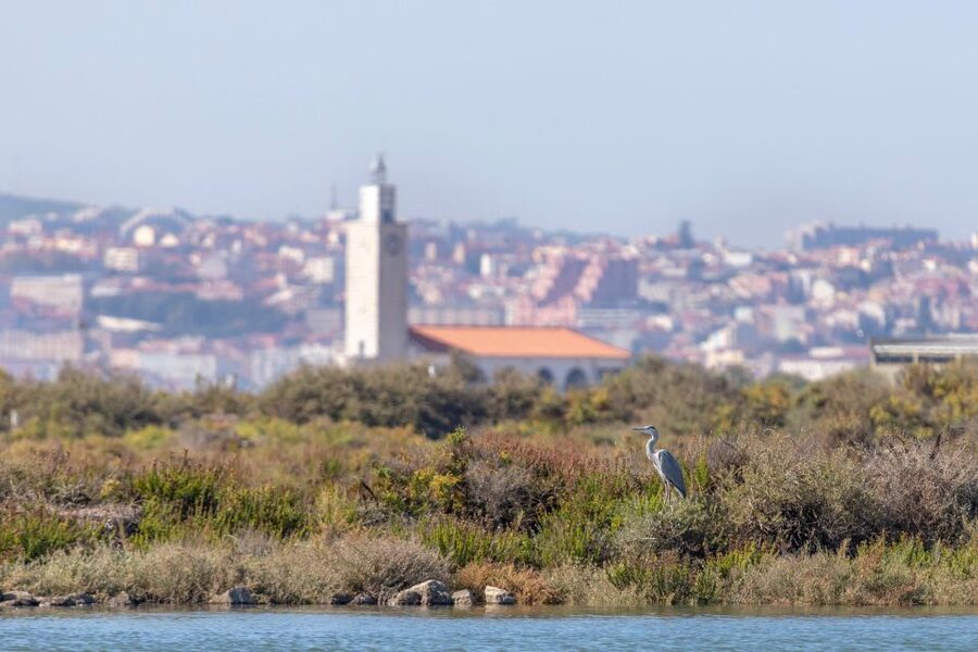 Birdwatching Boat Tour in the Tagus Estuary - Speedboat comfort, safety, and seasickness