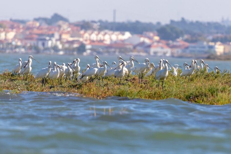 Birdwatching Boat Tour in the Tagus Estuary - Is the $58 price good value?