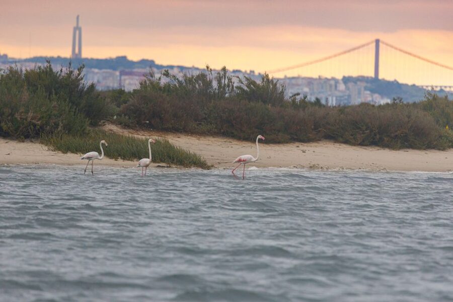Birdwatching Boat Tour in the Tagus Estuary - Who should book, and who should skip it