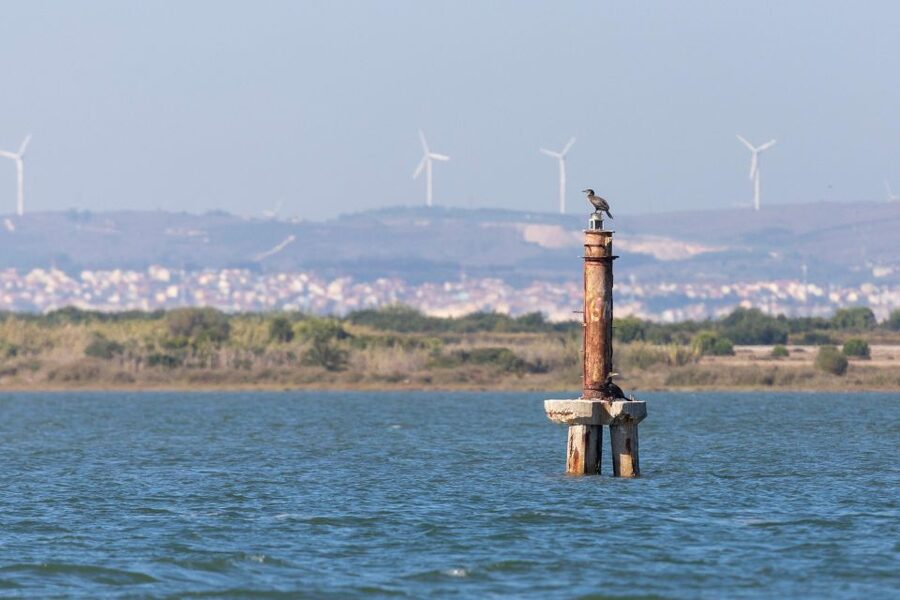 Birdwatching Boat Tour in the Tagus Estuary - Leaving from Doca de Santo Amaro