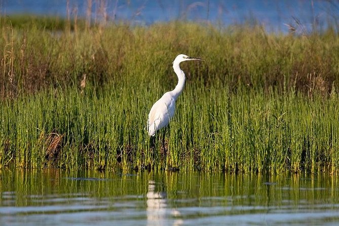 Birdwatching by boat in a small group in the Pialassa Baiona - What Giacomo adds to the experience