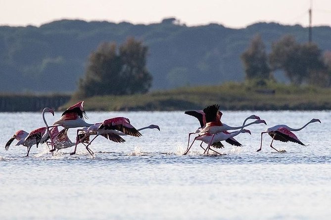 Birdwatching by boat in a small group in the Pialassa Baiona - Morning calm or evening sunset