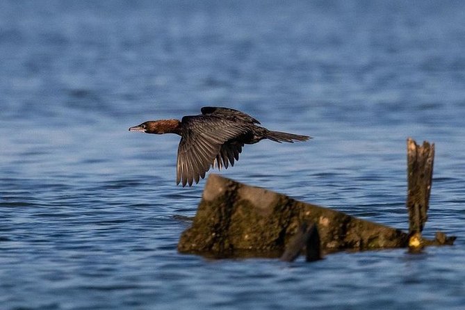 Birdwatching by boat in a small group in the Pialassa Baiona - Is $42.05 a fair price?